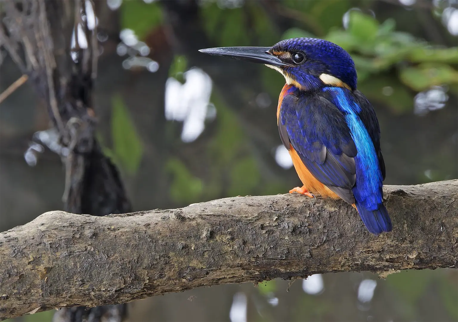 Martin-pêcheur azuré au plumage bleu profond, mangrove de Kassel en Casamance