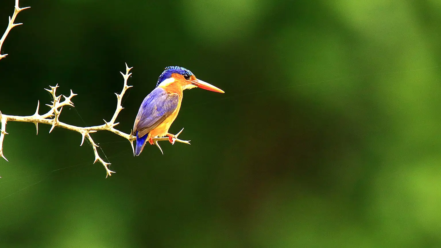 Martin-pêcheur huppé sur une branche épineuse, Casamance