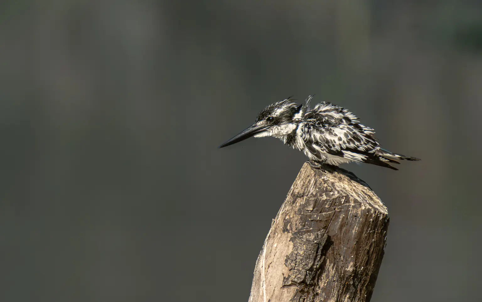 Martin-pêcheur pie en noir et blanc perché sur un piquet