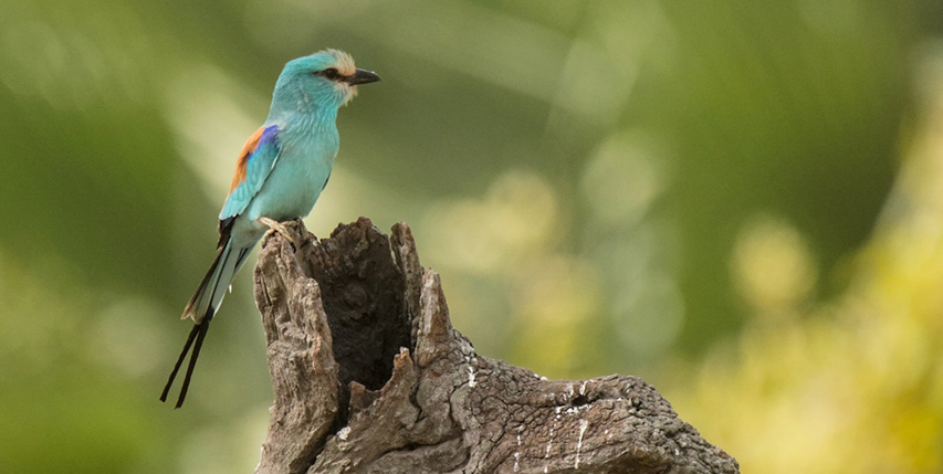 voyage ornithologique gambie