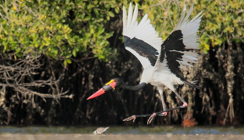 Ornithologie gambie
