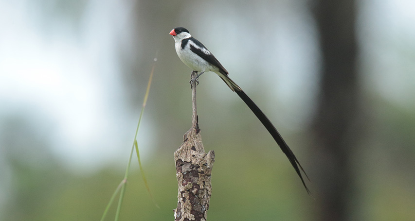 ornithologie en Casamance et en Gambie