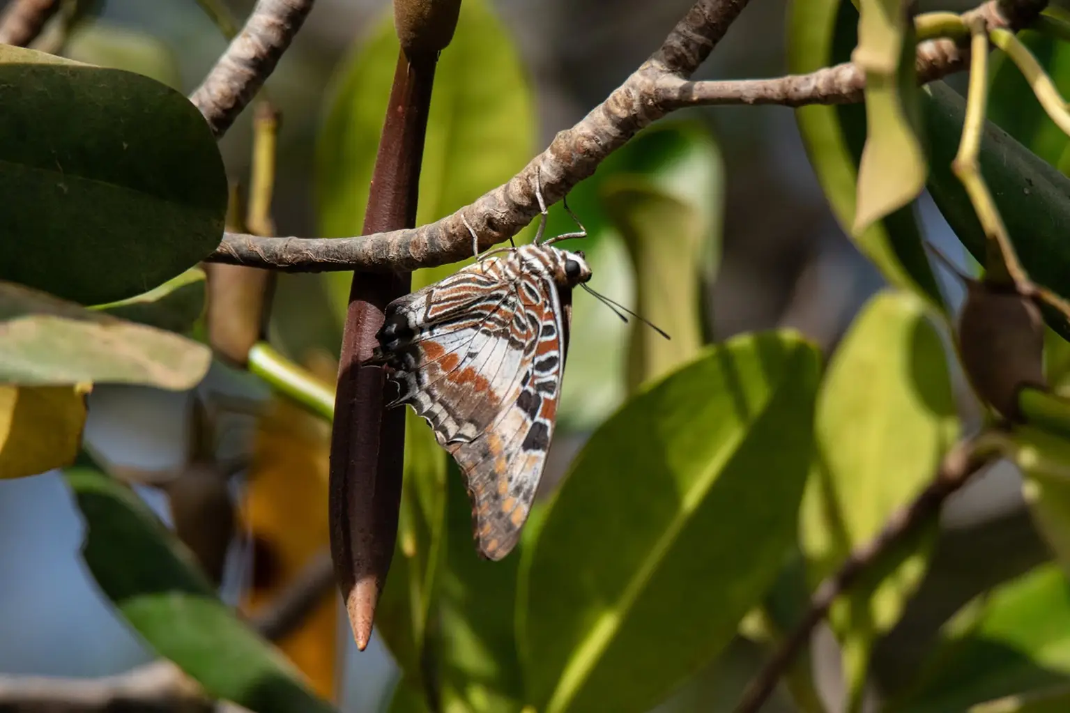 Charaxes butterfly resting under a mangrove branch, Casamance