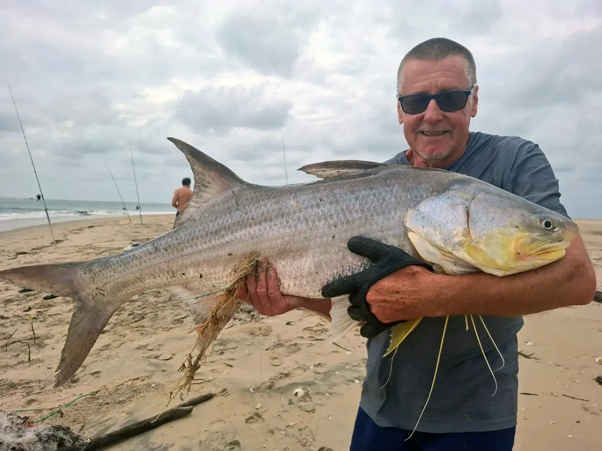 Fine threadfin taken from the beach, Casamance coast