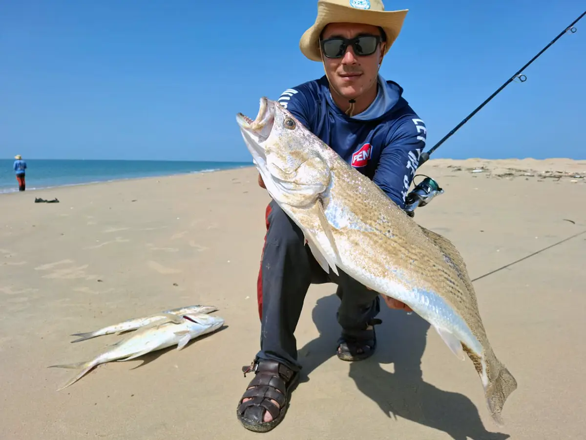 Cassava croaker taken surfcasting from the beach, Casamance