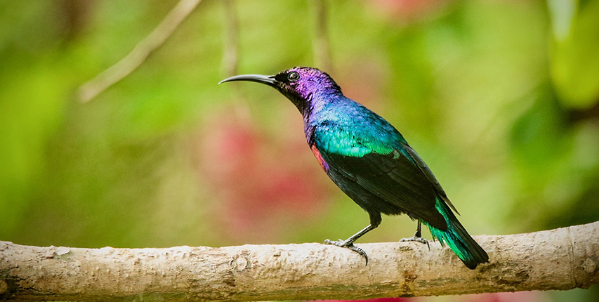 photo oiseau Gambie