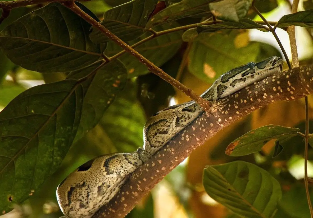 African Rock Python coiled on a branch in the foliage, Casamance