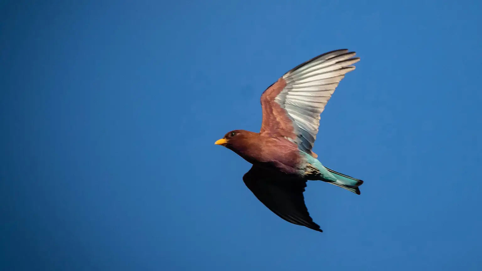 Rolle violet en chasse au crépuscule, ailes ouvertes sur ciel bleu