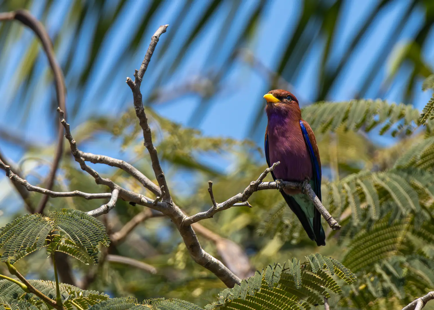 Rolle violet perché, plumage lie-de-vin et bec jaune vif
