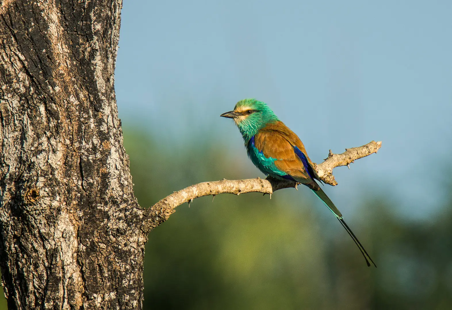 Rollier d'Abyssinie perché, longues rectrices bleues effilées