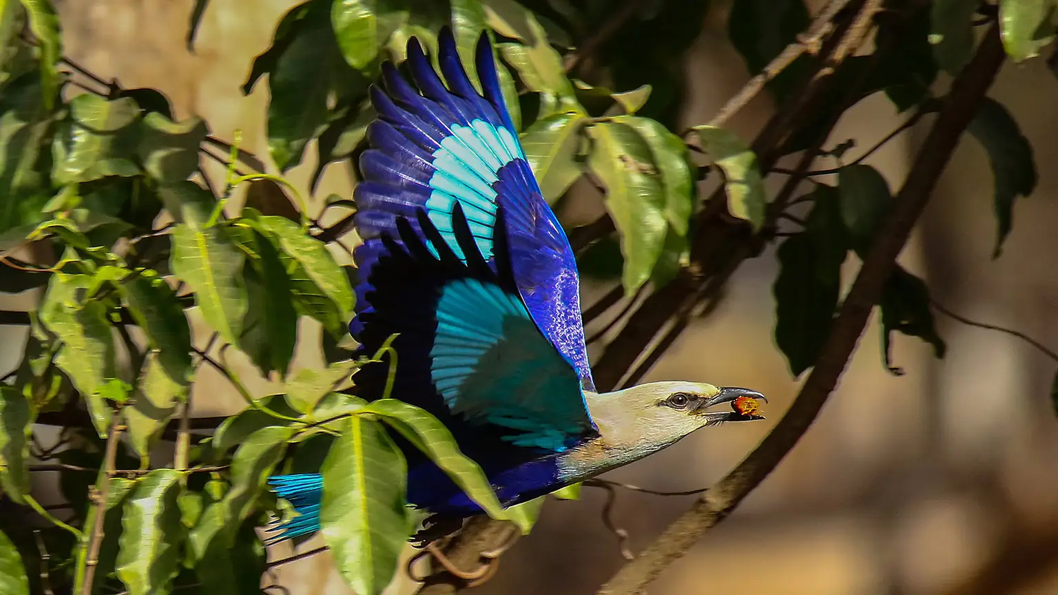 Rollier à ventre bleu en vol emportant une graine de palme dans son bec