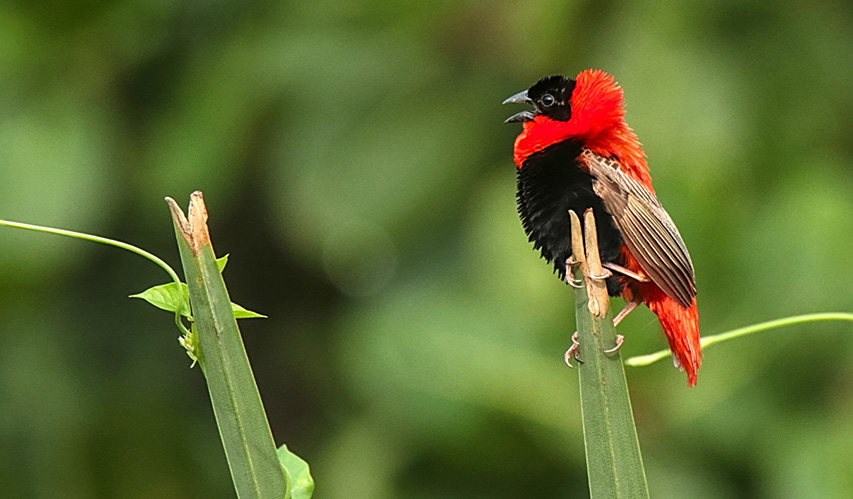 sejour ornithologie gambie