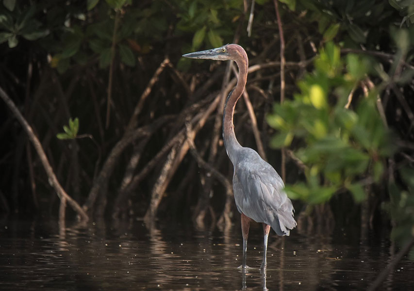 séjour ornithologique en Gambie