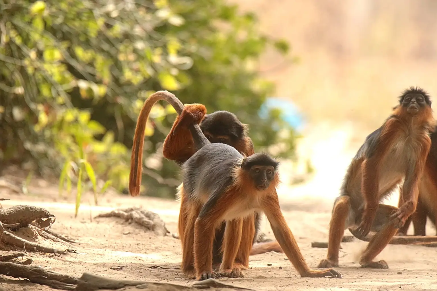 Group of Temminck's Red Colobus crossing a forest track, Kafountine