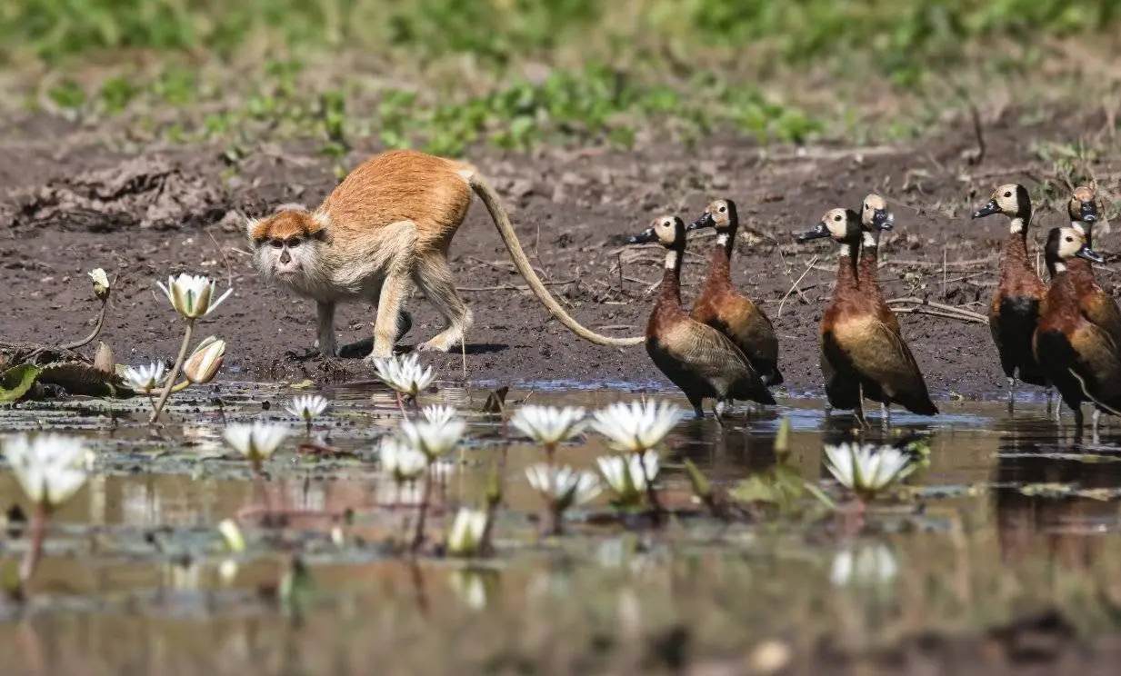 Patas Monkey beside a lily-fringed pool among White-faced Whistling Ducks, Abéné airstrip