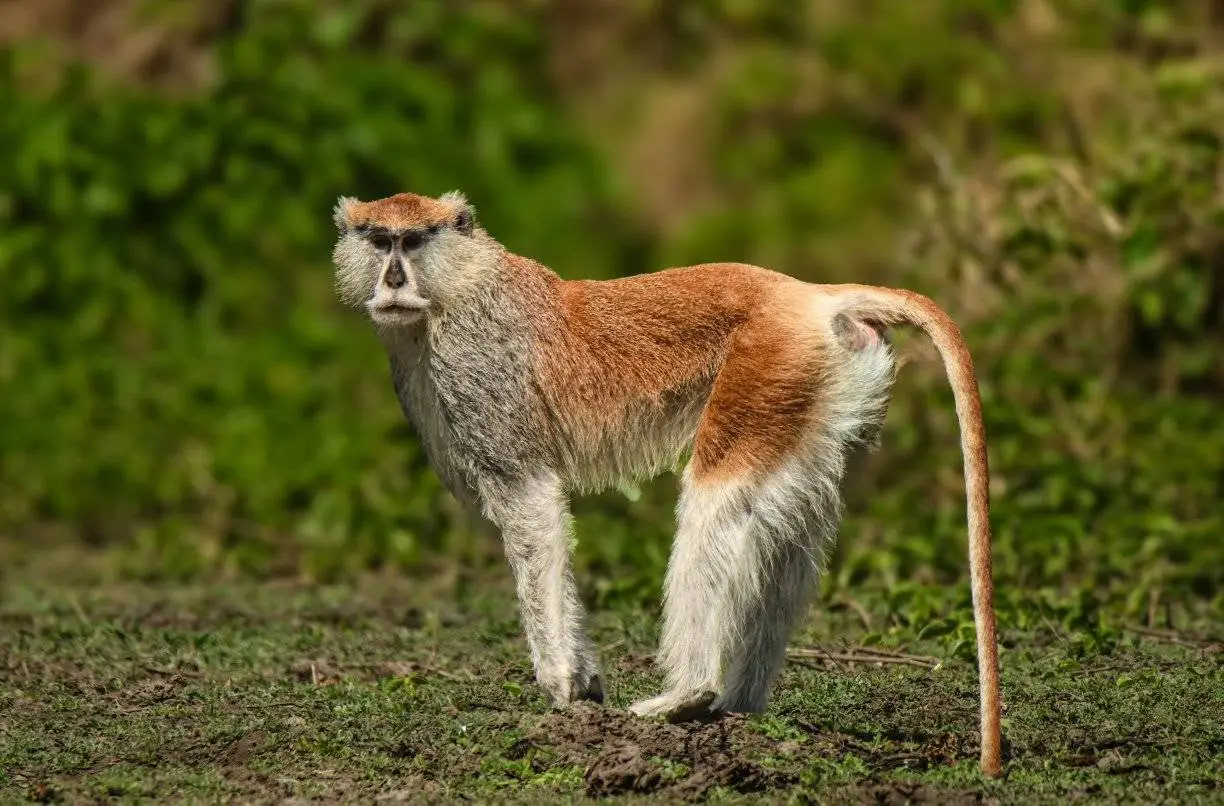 Adult male Patas Monkey with its long tail at the edge of the pool, Abéné airstrip