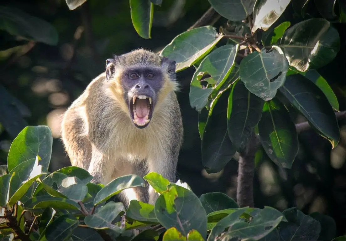 Green Monkey yawning in the foliage, canines exposed, Kafountine