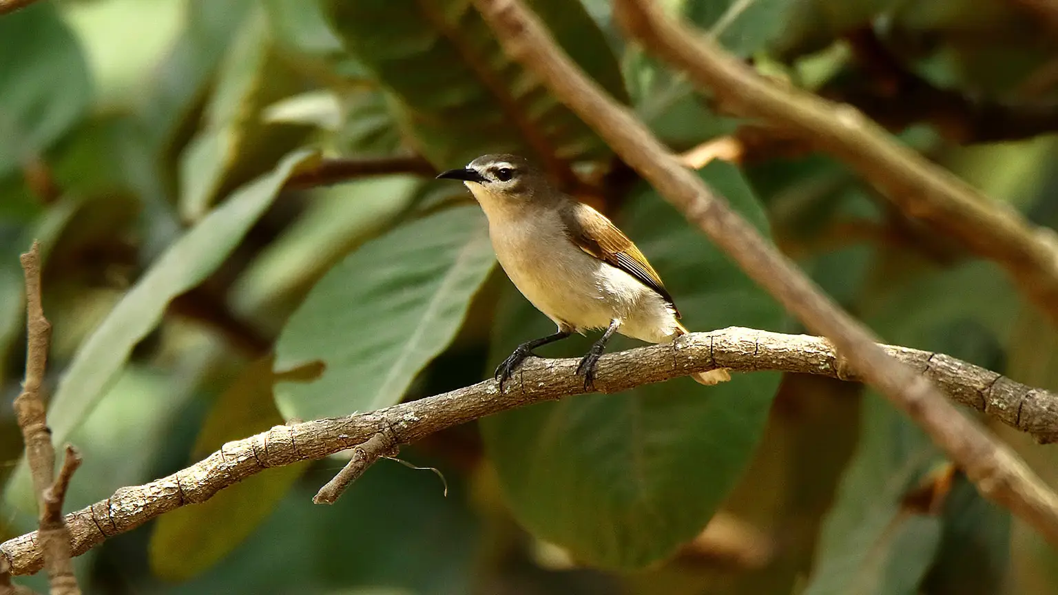 Souimanga brun au sourcil blanc, mangrove de Casamance