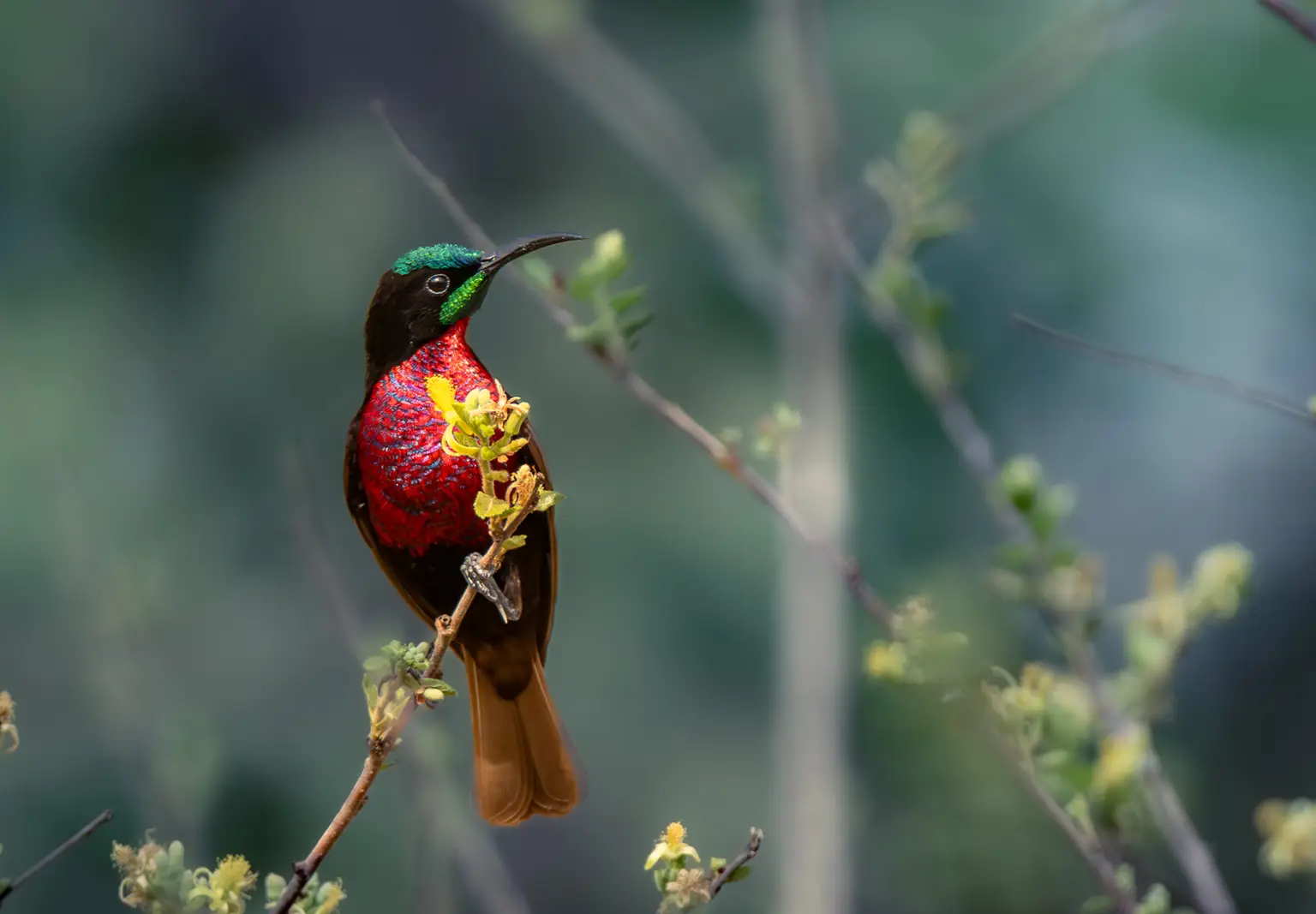 Souimanga à poitrine rouge mâle butinant, plumage nuptial