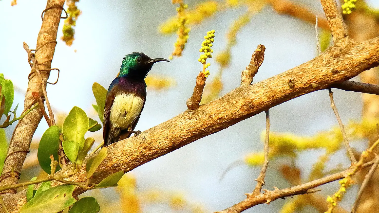 Souimanga à ventre jaune perché dans un acacia en fleurs
