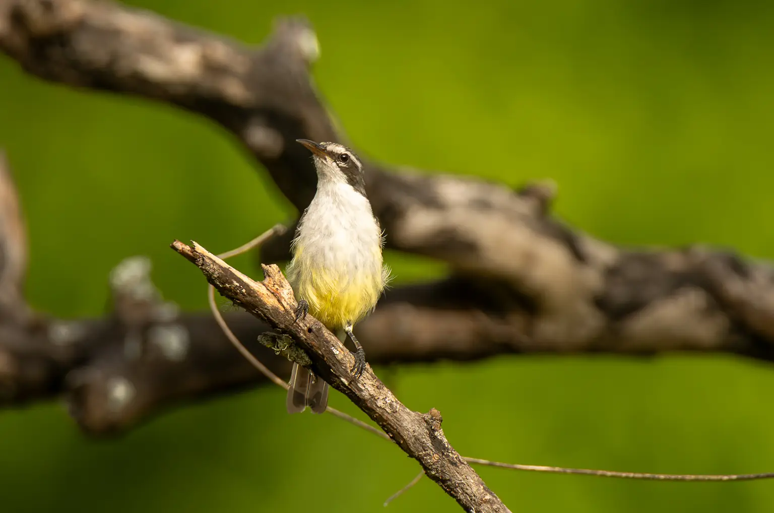 Souimanga violet femelle au plumage discret, ventre jaune pâle
