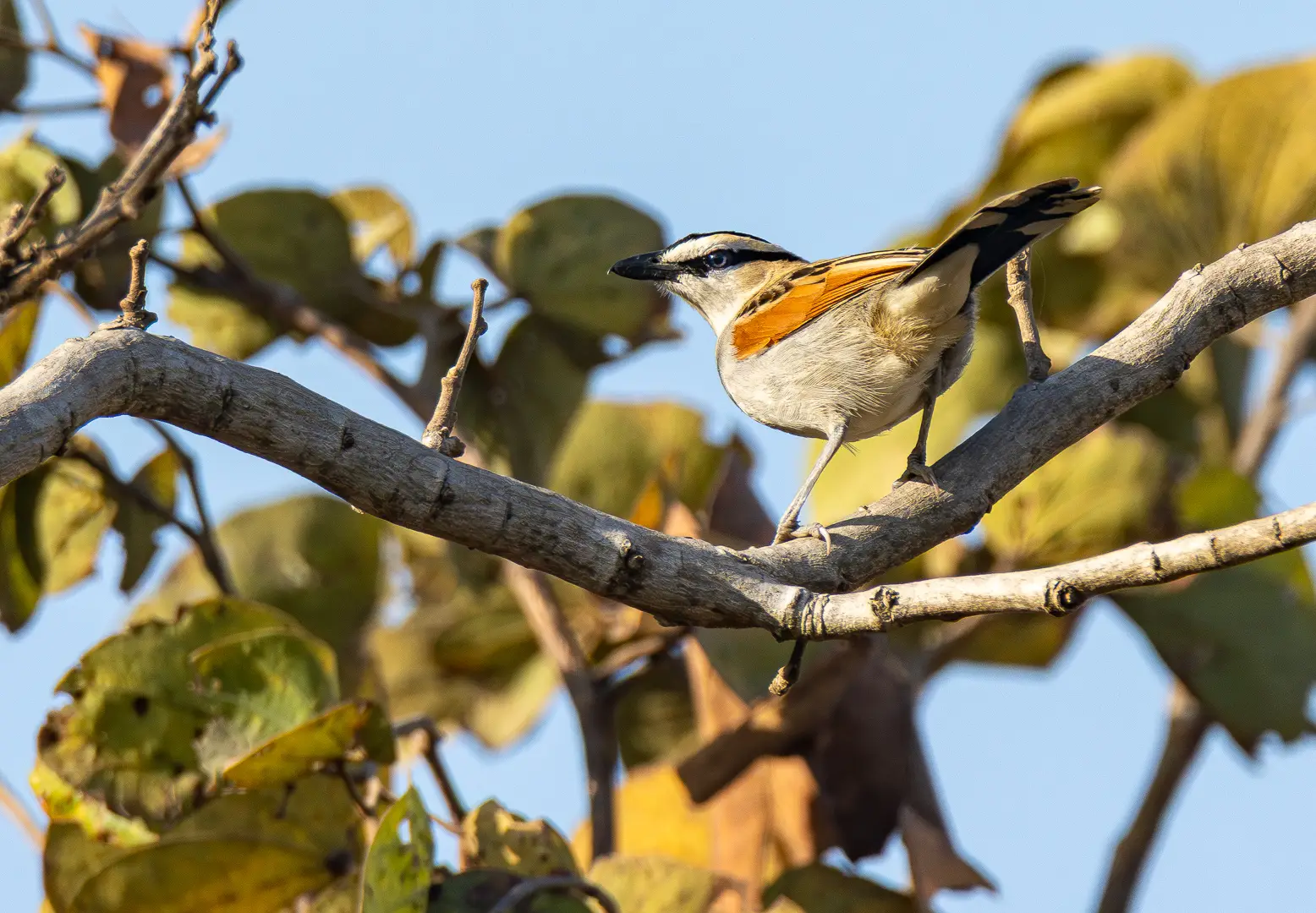 Tchagra à tête noire aux ailes rousses et sourcil blanc, Casamance