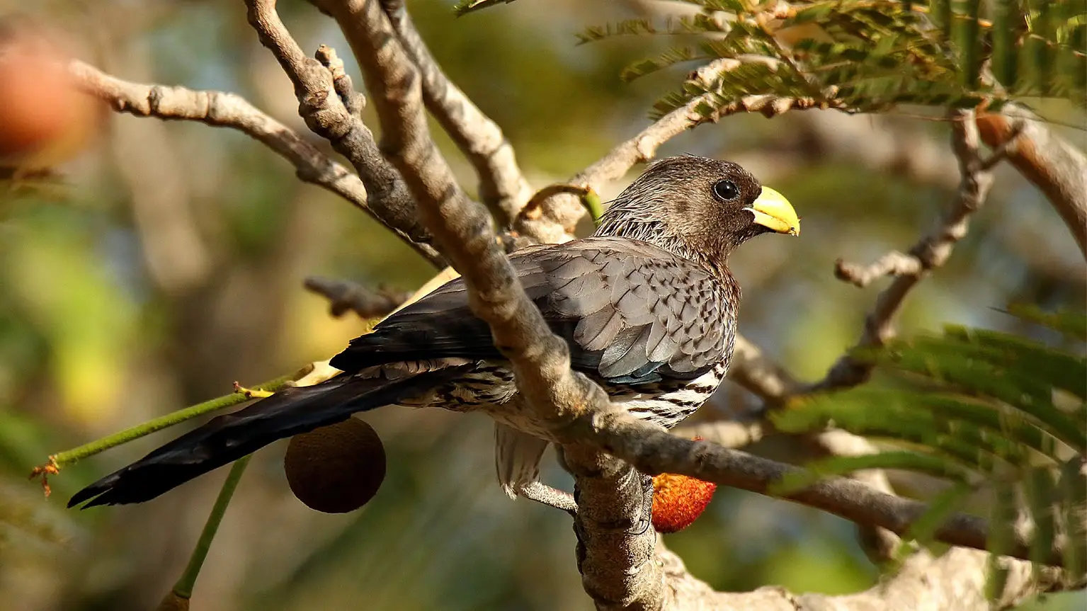 Touraco gris perché dans un acacia, longue queue et bec jaune