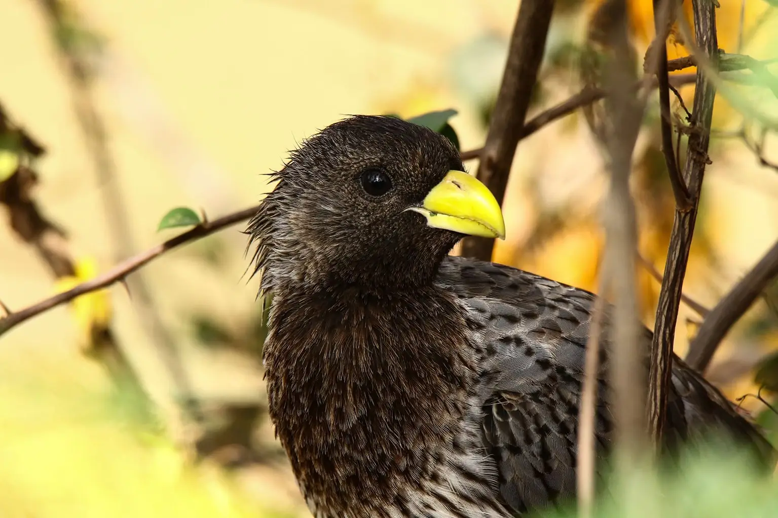 Touraco gris en gros plan, bec jaune vif et plumage ébouriffé