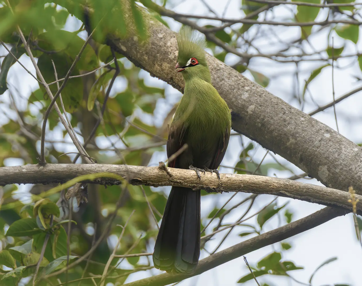 Touraco vert perché, huppe dressée et cercle oculaire rouge