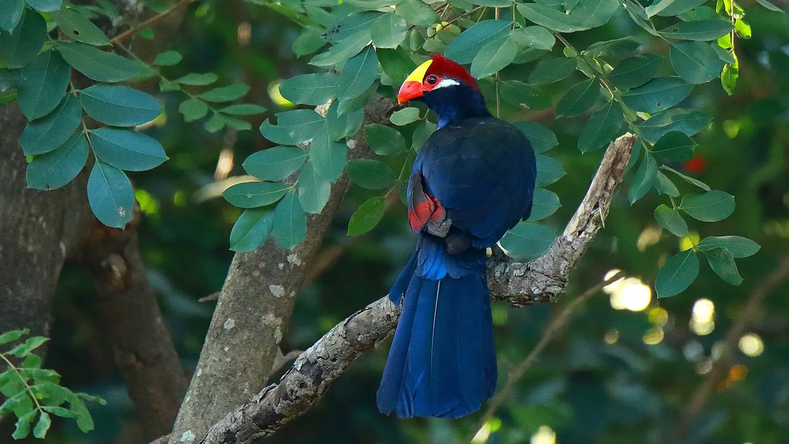 Touraco violet adulte au plumage bleu profond et bec rouge, Casamance