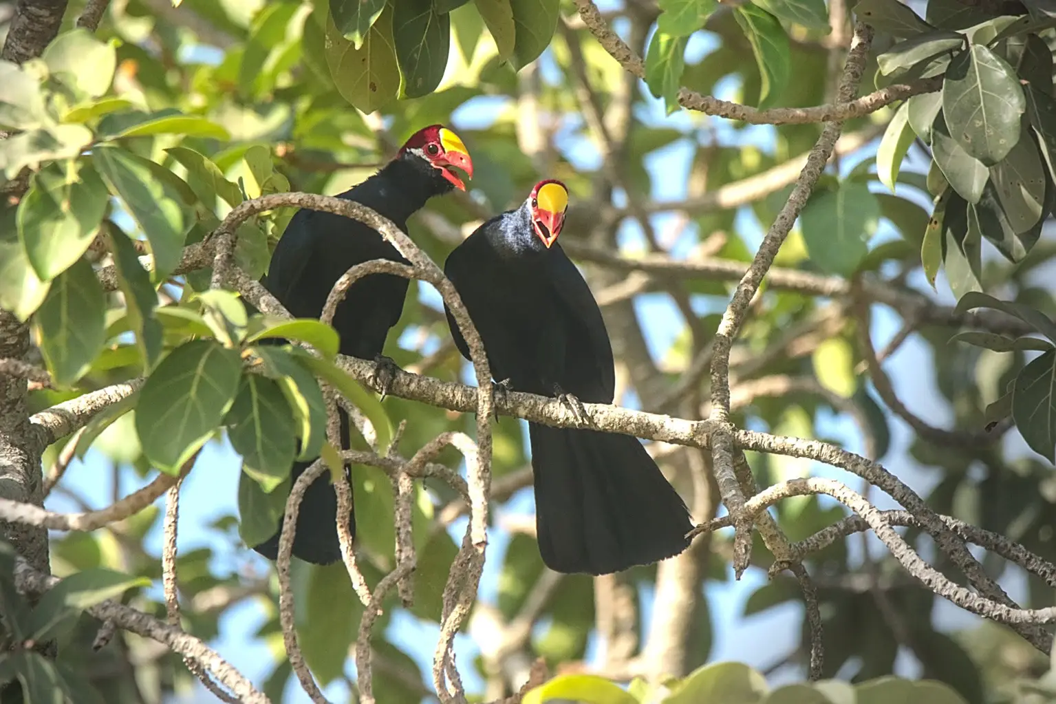 Couple de Touracos violets posés côte à côte dans un arbre fruitier