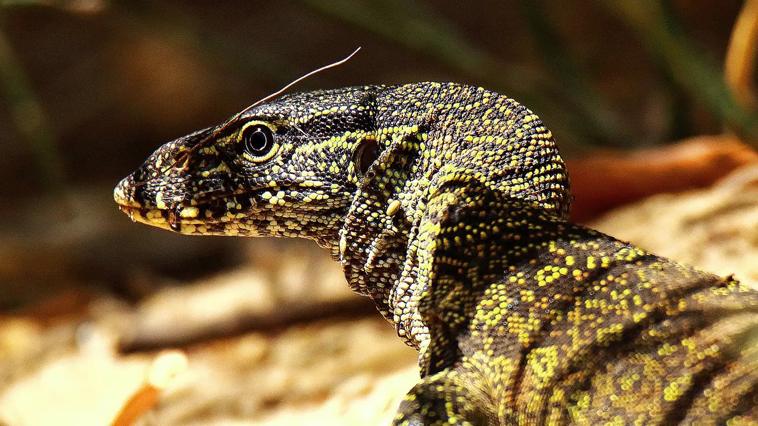 Portrait of a Nile Monitor, yellow ocellated scales, Abéné