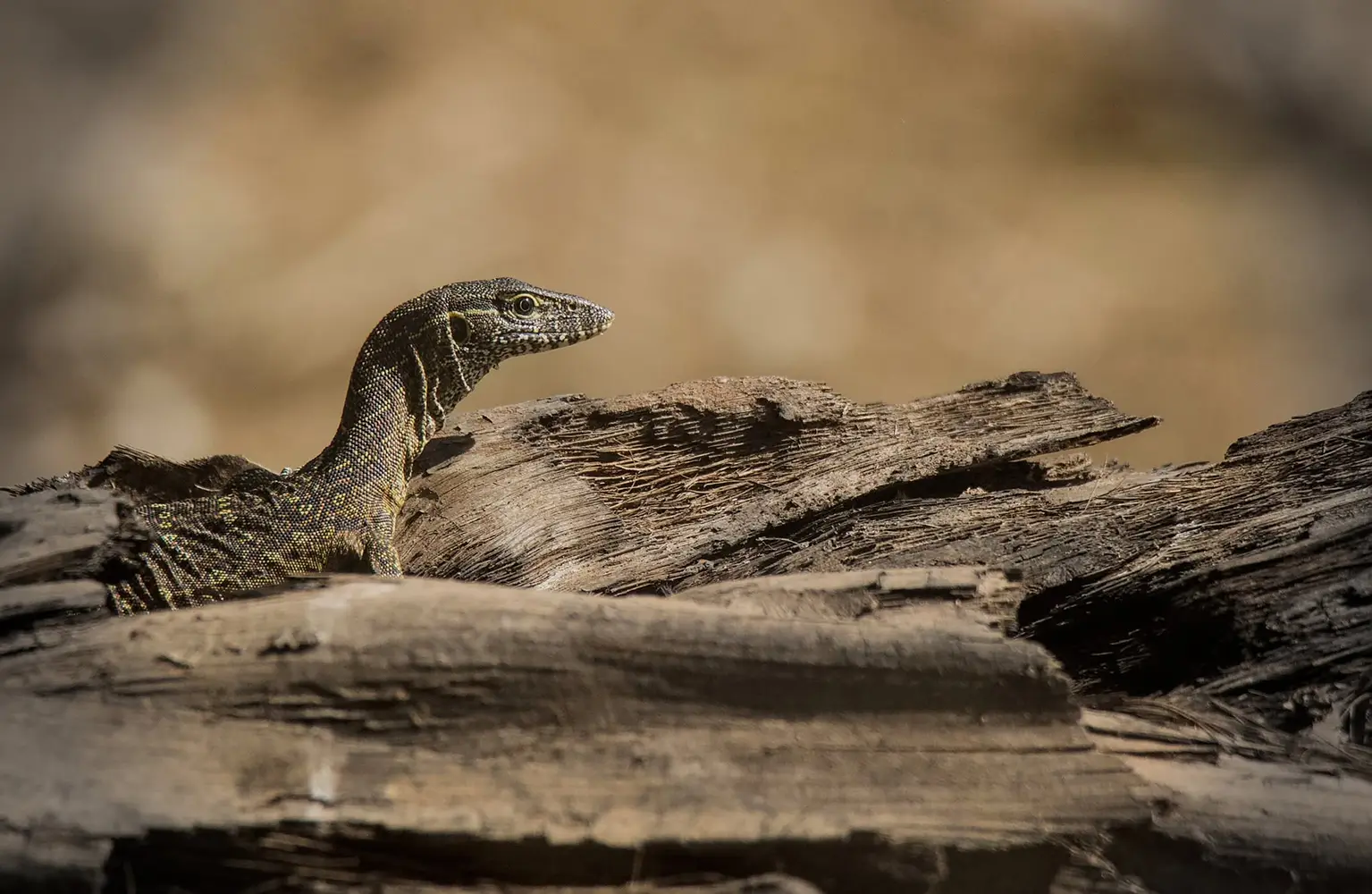 Nile Monitor emerging from a pile of driftwood, Abéné