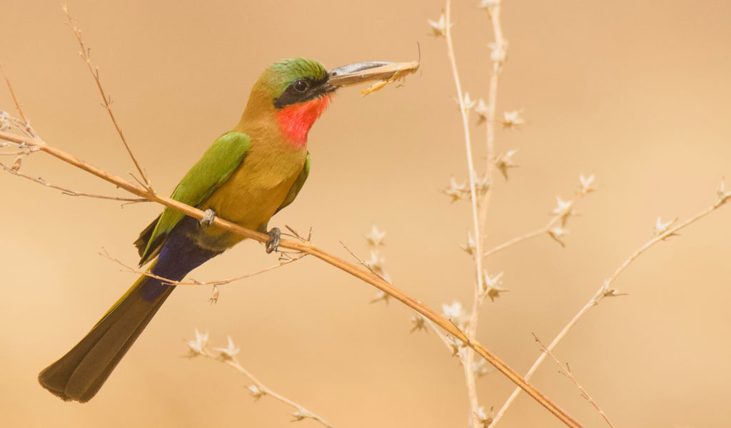 voyage ornithologie gambie