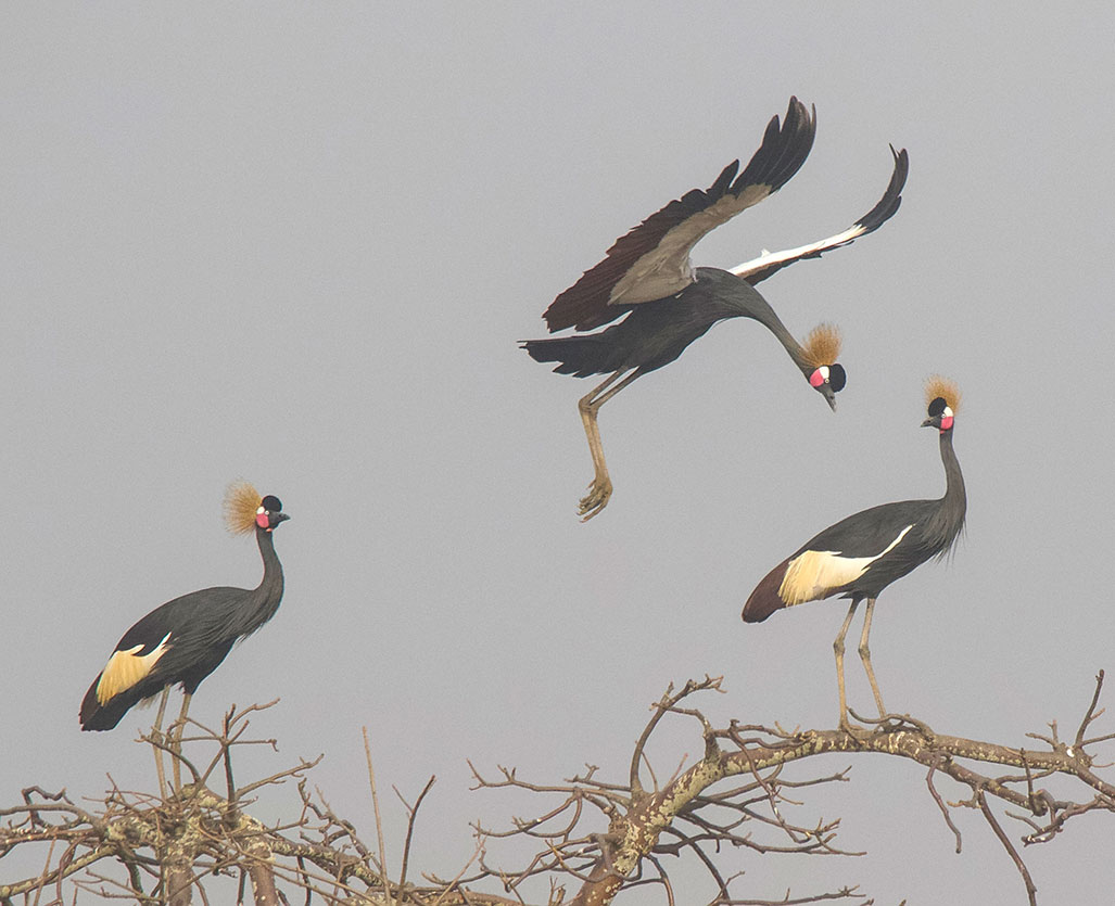 voyage ornithologique Gambie Casamance